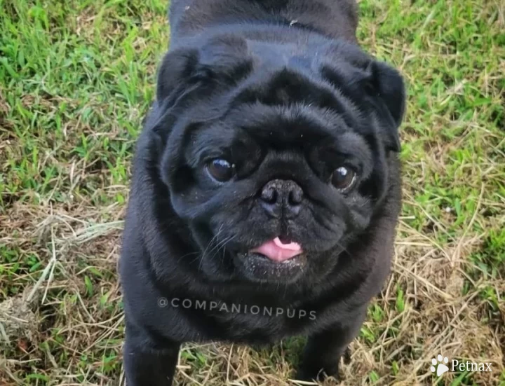 Artemis Pug