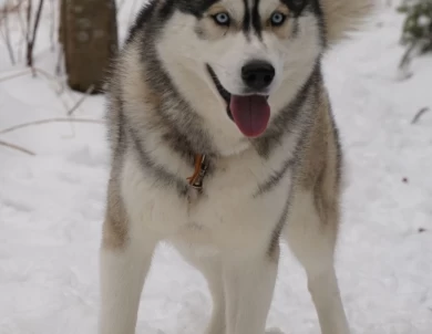 Alexey Siberian Husky