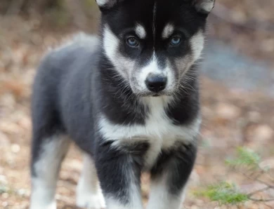 Fiona Siberian Husky