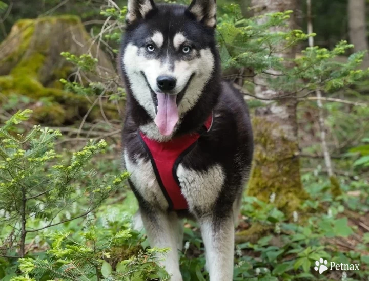 Fiona Siberian Husky