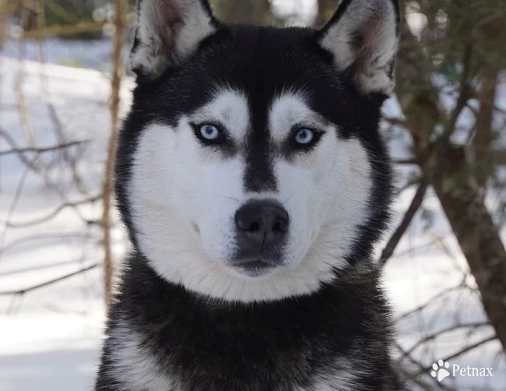 Sarjenka Siberian Husky