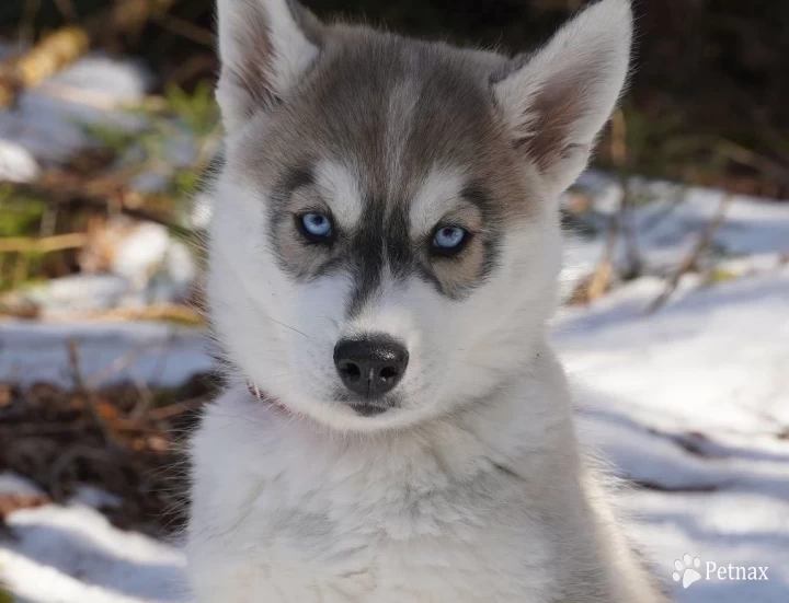 Oakley Siberian Husky