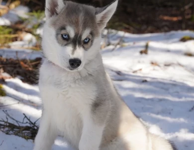 Oakley Siberian Husky