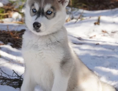 Oakley Siberian Husky