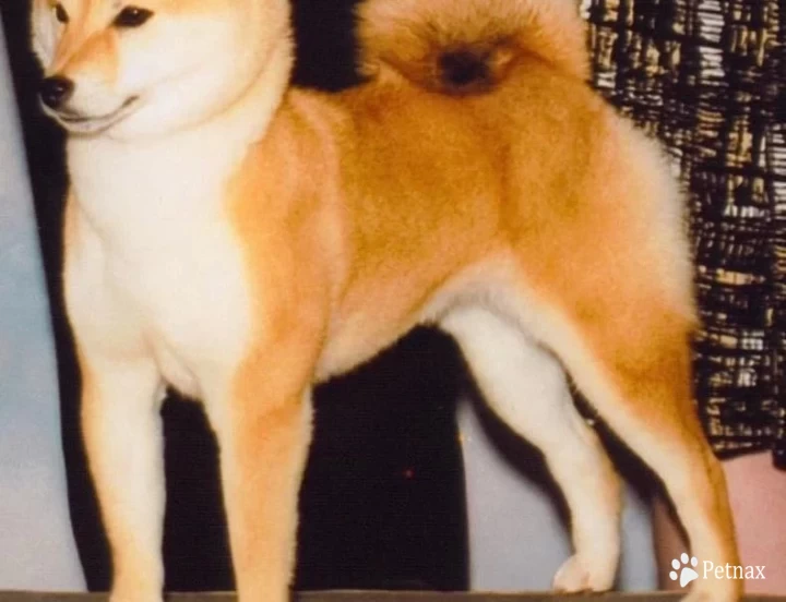 Kimi Shiba Inu