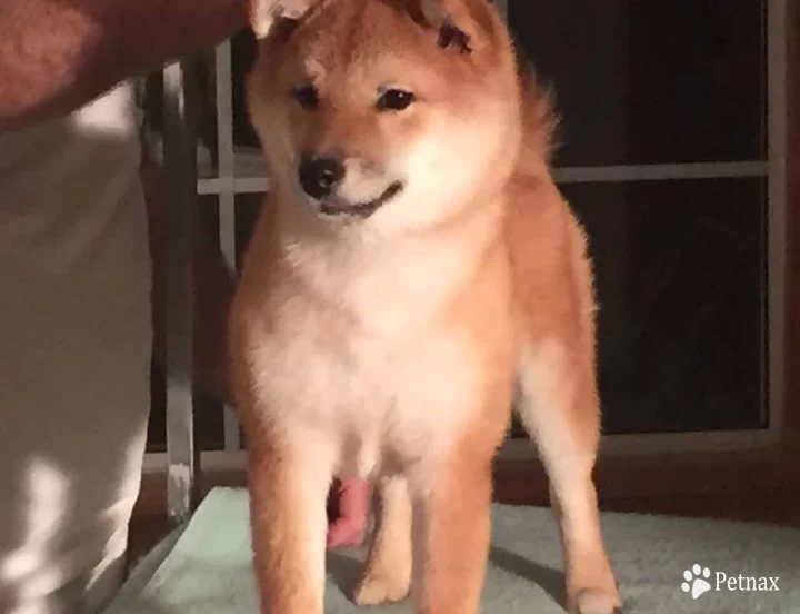 Style (retired show dog) Shiba Inu