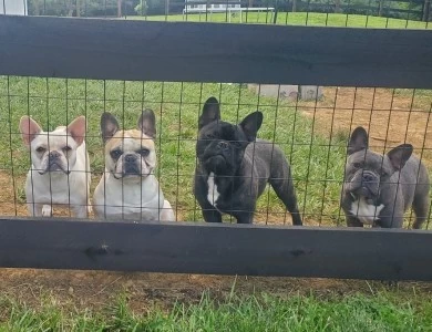 Absolute Frenchie's Standard AKC 