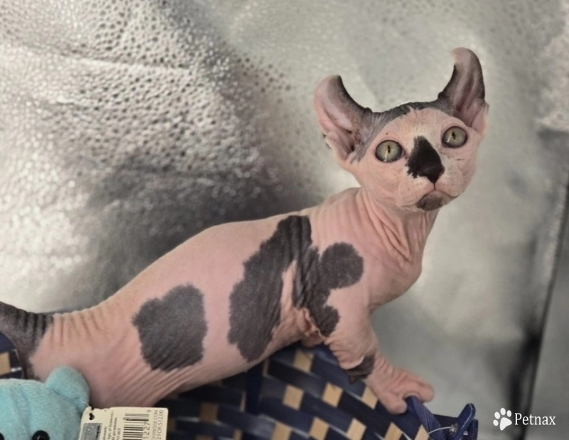 Archie Sphynx