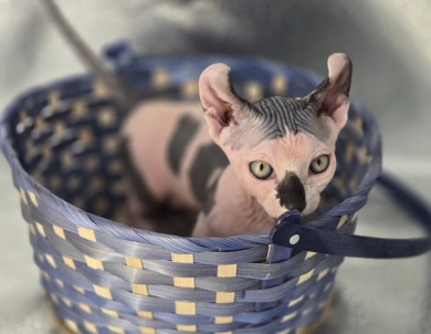 Archie Sphynx