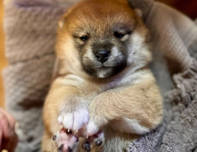 Yoshi - Michi Echo Shiba Inu