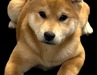 Yoshi - Michi Echo Shiba Inu