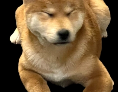 Yoshi - Michi Echo Shiba Inu