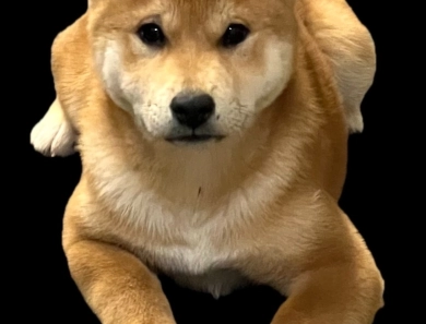 Yoshi - Michi Echo Shiba Inu