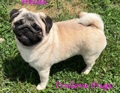 CH Heidi Pug