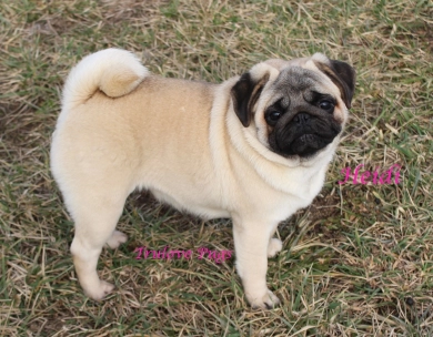 CH Heidi Pug