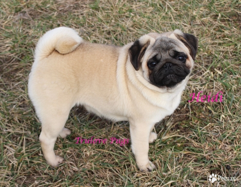 CH Heidi Pug