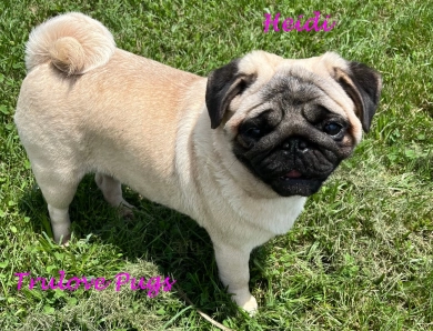 CH Heidi Pug