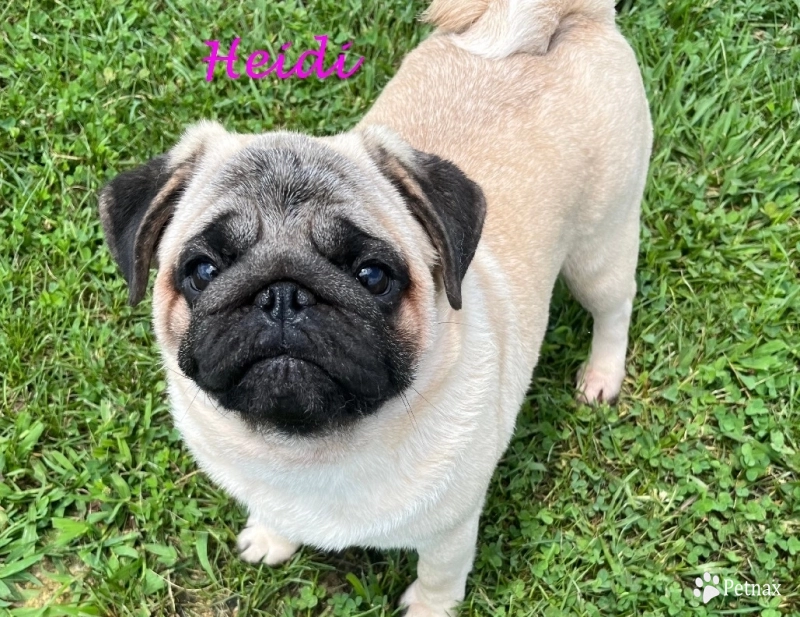 CH Heidi Pug