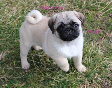 CH Heidi Pug