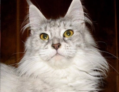 Hearthside Maine Coons