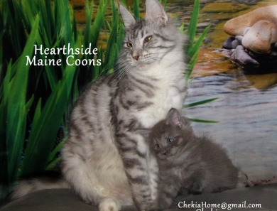 Hearthside Honeymoon  Maine Coon