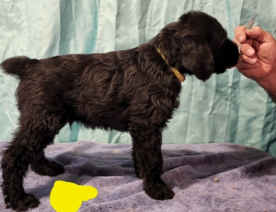  Show Pet & Performance Giant Schnauzer