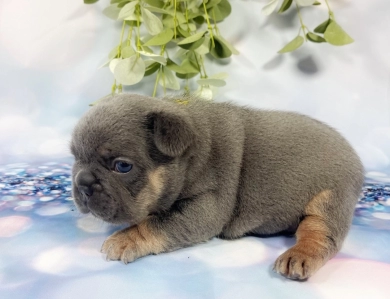 Yellow dot Male French Bulldog