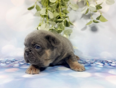 Yellow dot Male French Bulldog