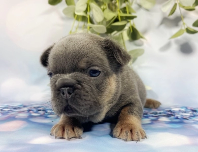 Yellow dot Male French Bulldog