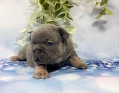 No Dot Male French Bulldog