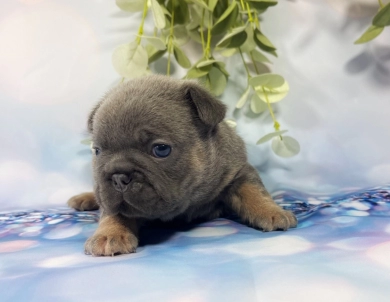 No Dot Male French Bulldog