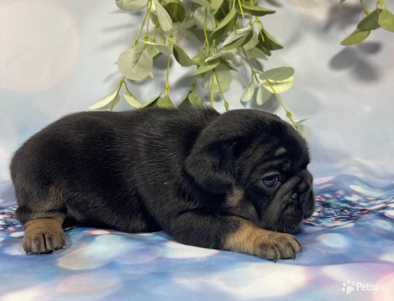 Black and Tan Male French Bulldog