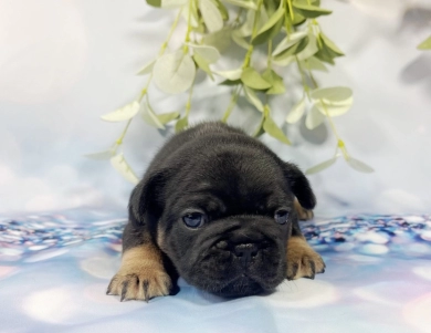 Black and Tan Male French Bulldog