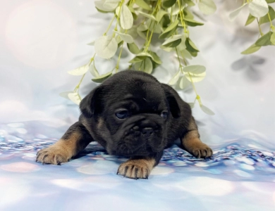 Black and Tan Male French Bulldog