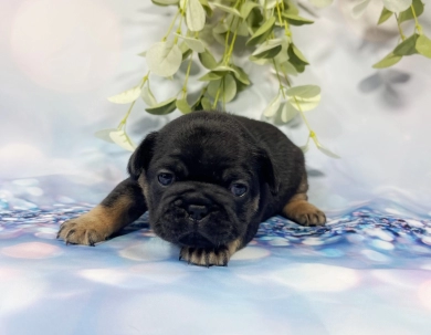 Black and Tan Male French Bulldog