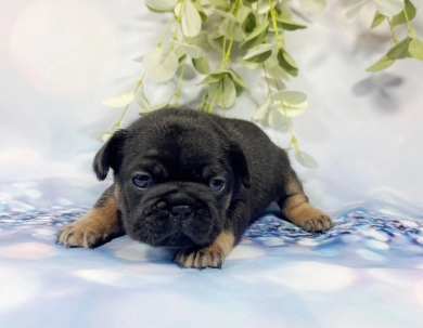 Black and Tan Male French Bulldog