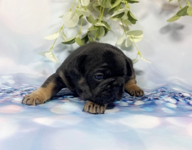 Black and Tan Male French Bulldog