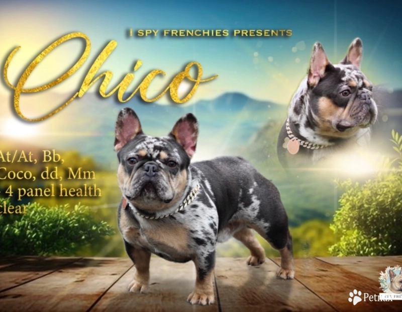 Chico French Bulldog