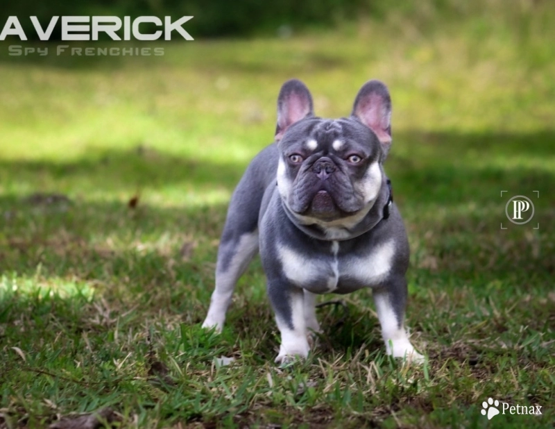 Maverick French Bulldog