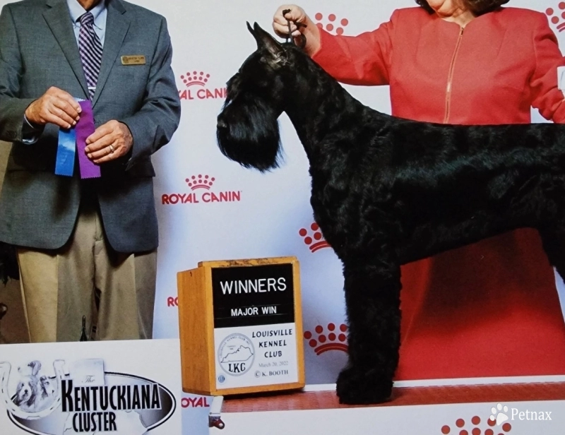 CH Tailwinds Sweet Dreams R Made Of This Giant Schnauzer