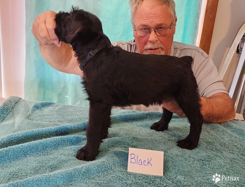 Black Giant Schnauzer