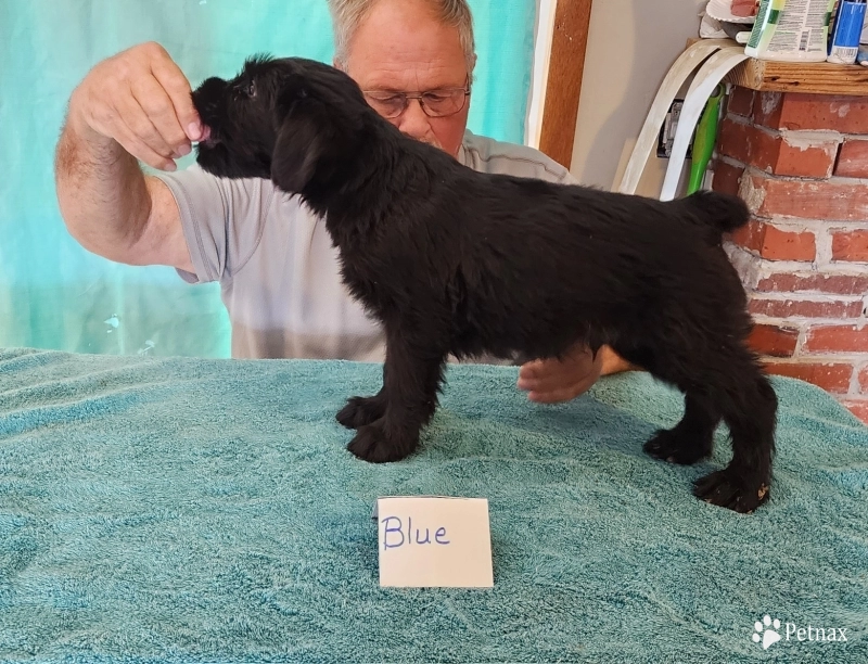 blue Giant Schnauzer