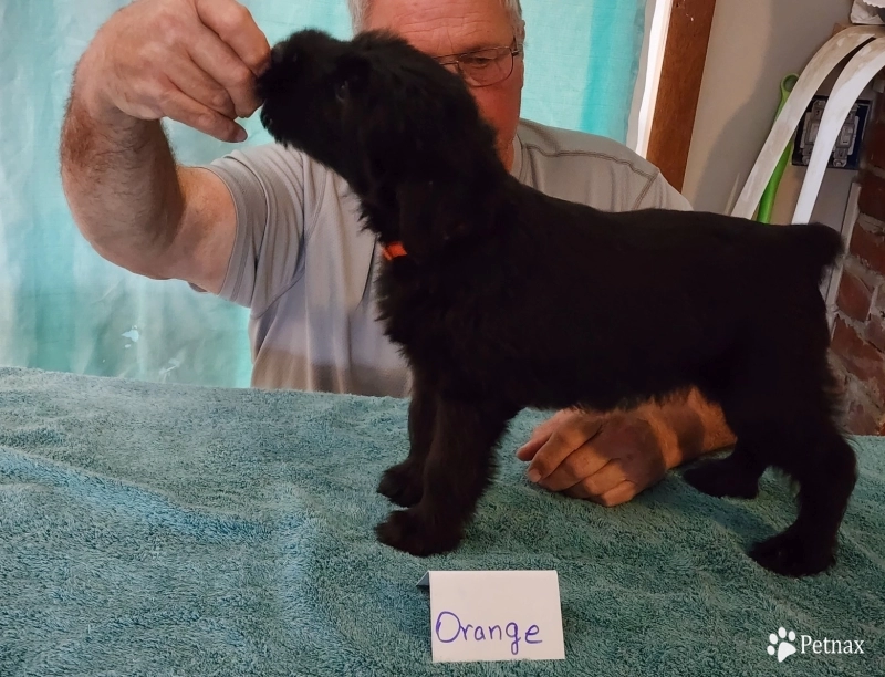 orange Giant Schnauzer