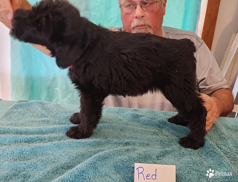 red Giant Schnauzer