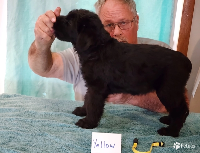 yellow Giant Schnauzer