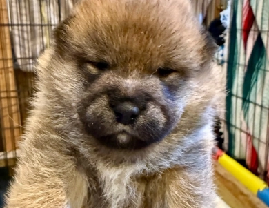 Puxie – Male – Orange Collar