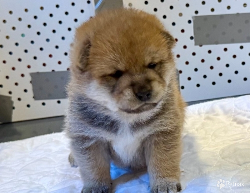 Wilpy (Whistlepig) – Male – Lavender Collar Shiba Inu