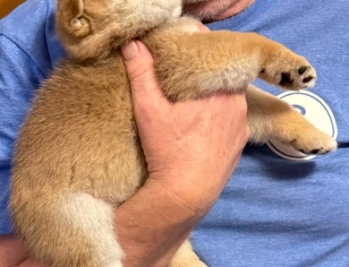 Wilpy (Whistlepig) – Male – Lavender Collar Shiba Inu