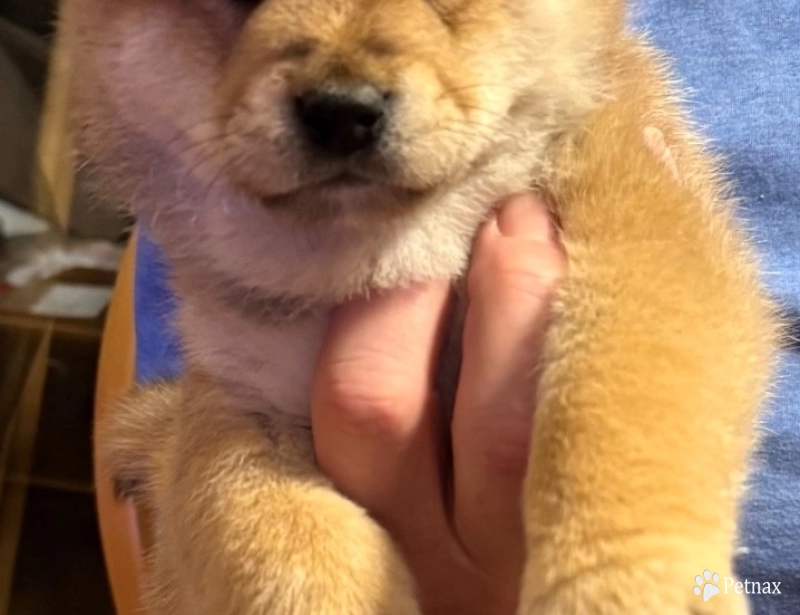 Wilpy (Whistlepig) – Male – Lavender Collar Shiba Inu