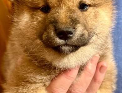 Joe 'Burrow' – Male – Sesame Shiba Inu